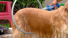 Američané vynalezli 360stupňovou sprchu na psy Woof Washer