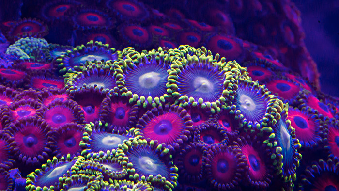 Španělé natočili krásy barev podmořského světa korálů