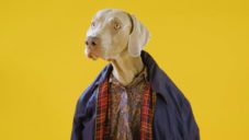 William Wegman fotografuje přes 40 let psy v lidském oblečení a pózách