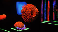 Miguel Chevalier vytvořil 10 digitálních instalací na téma podmořský svět
