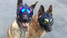 K9 Helm navrhují ochranné helmy Trident pro pracující psy