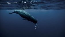 Francouzský potápěč Guillaume Néry ukazuje krásy podmořského světa