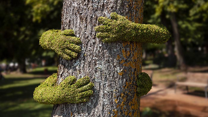 Monsieur Plant objal stromy ve francouzském lese rukama z mechu