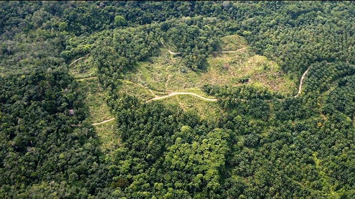 Španělský umělec vykácel v plantáži palem olejných symbol návratu