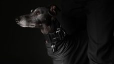Bastards Dog Wear navrhují pro psy doplňky s drsňáckým designem