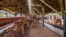 Indický kravín Gau-Ghar je postaven z bambusu a nabízí moderní prostředí pro chov