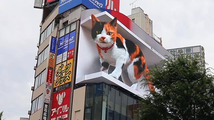 V centru Tokia žije na střeše mrakodrapu obří kočka