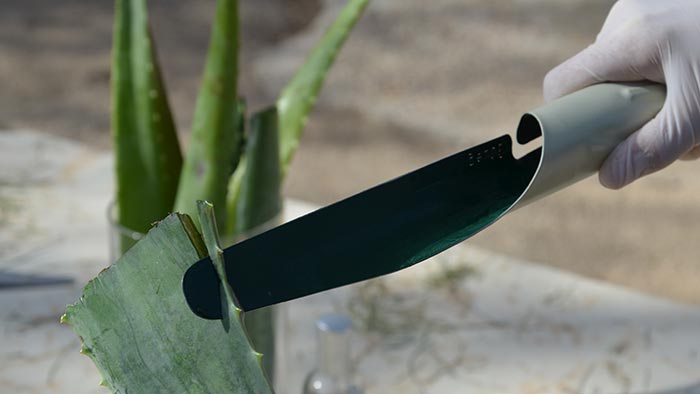 Keren Golan navrhla zvláštní nůž Geloe pro extrakci Aloe Vera