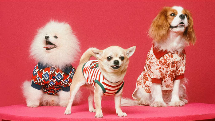 Gucci přichází s výstřední kolekcí oblečků i vodítek pro psy a kočky