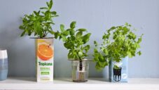 Bottle Farm Mini je sada pro pěstování bylinek jako hydroponie v jakékoliv nádobě