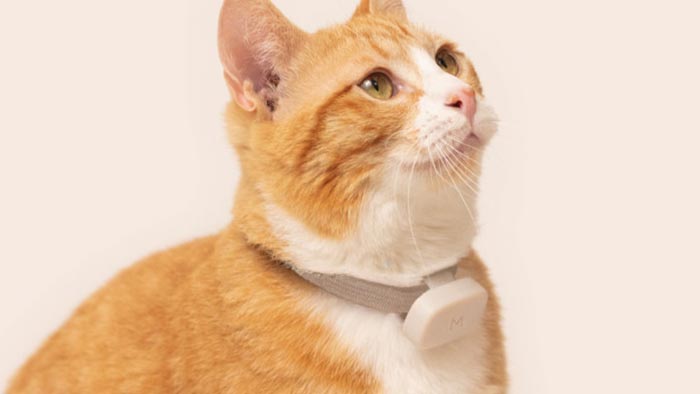 Moggie je speciálně pro kočky vyvinutý obojek pro monitorování jejich polohy i aktivit