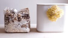Good Growing vyvinuli malou keramickou pěstírnu na jedlé houby s minimalistickým designem