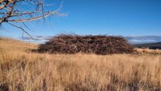 Nomad Studio postavilo v parku pavilon Socarrado vyrobený jen z kmenů zasažených ničivými požáry