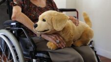 Tombot začne vyrábět psího robota Jennie navrženého jako společníka pro staré a nemocné lidi