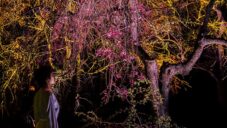 TeamLab vytvořil multimediální instalaci s kvetoucími třešněmi reagující na kolemjdoucí