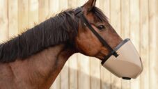 Equihero je speciálně vyvinutá inhalační maska pro nemocné koně